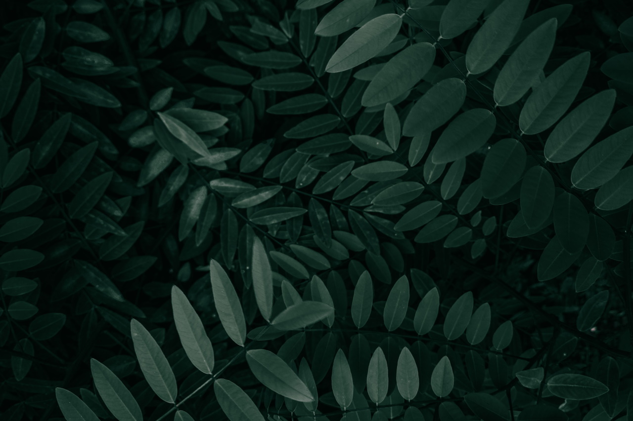 Айяуаска Ayahuasca